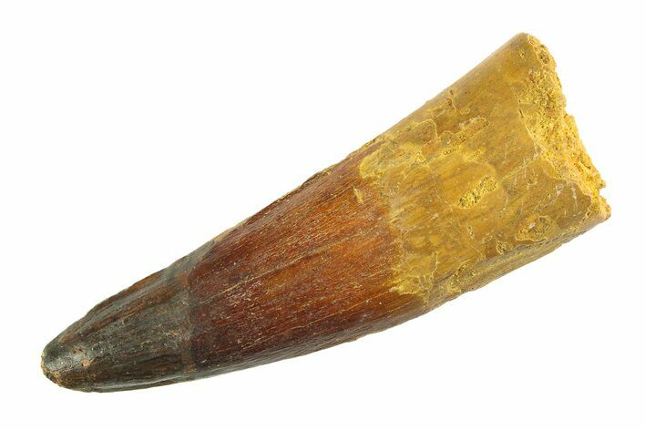 Real Fossil Spinosaurus Tooth - Restored Tip #346755